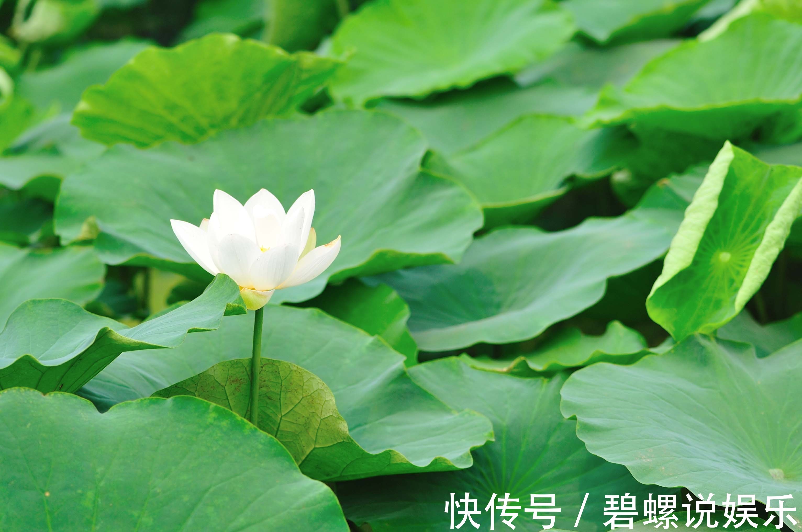 祛湿|夏季养生，5种果蔬，祛湿排毒，减肥快，气色红润显年轻！