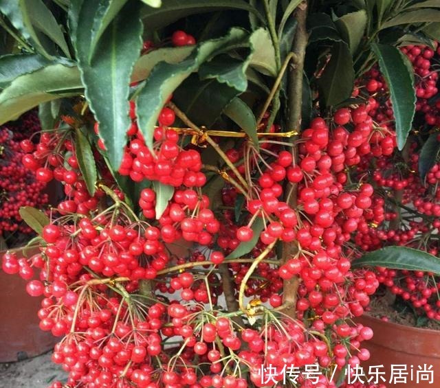 3种花很昂贵,也很“娇贵”,买回家“难伺候”,但太想要了!