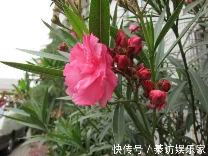 自制养花杀菌水，7天浇一勺，花不生虫不烂根