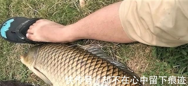 秋天野钓鲤鱼用什么饵料较好?这样搭配饵料,连竿几率更高