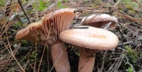 刮油菜|腹部赘肉一圈圈,平时多吃这4种“刮油菜”,排油脂促减肥