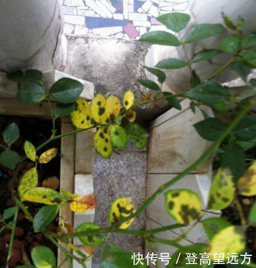 月季上总是出现黑斑?知道这些,有效预防黑斑病