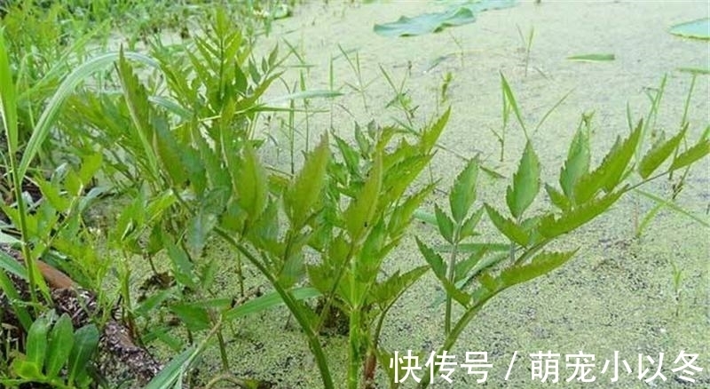 炒腊肉|食用期长达5个月,却很少人去摘,如今正当季,炒腊肉是一绝