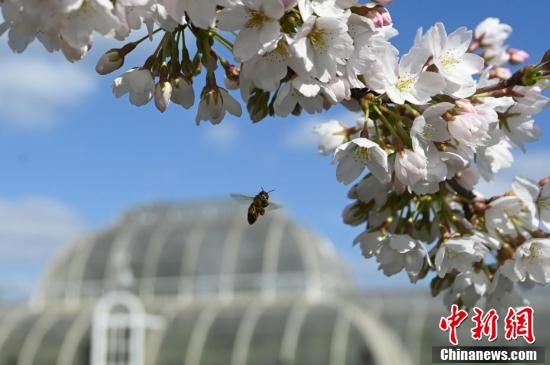 英国伦敦皇家植物园繁花似锦游客徜徉花海 快资讯