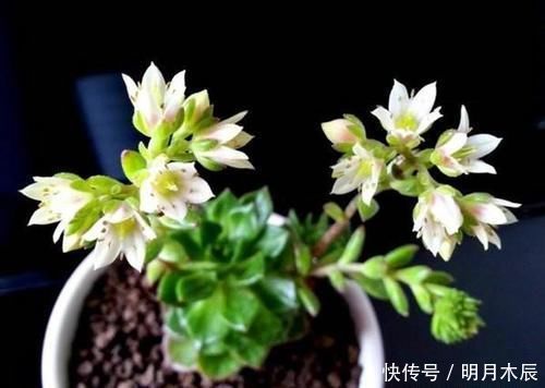 紫葡萄|多肉下面长了新芽怎么处理?顶上长的新芽怎么处理?