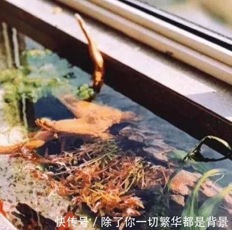 窗台|老公把阳台窗台“加宽”40cm，邻居不解，完工后羡慕极了晒晒