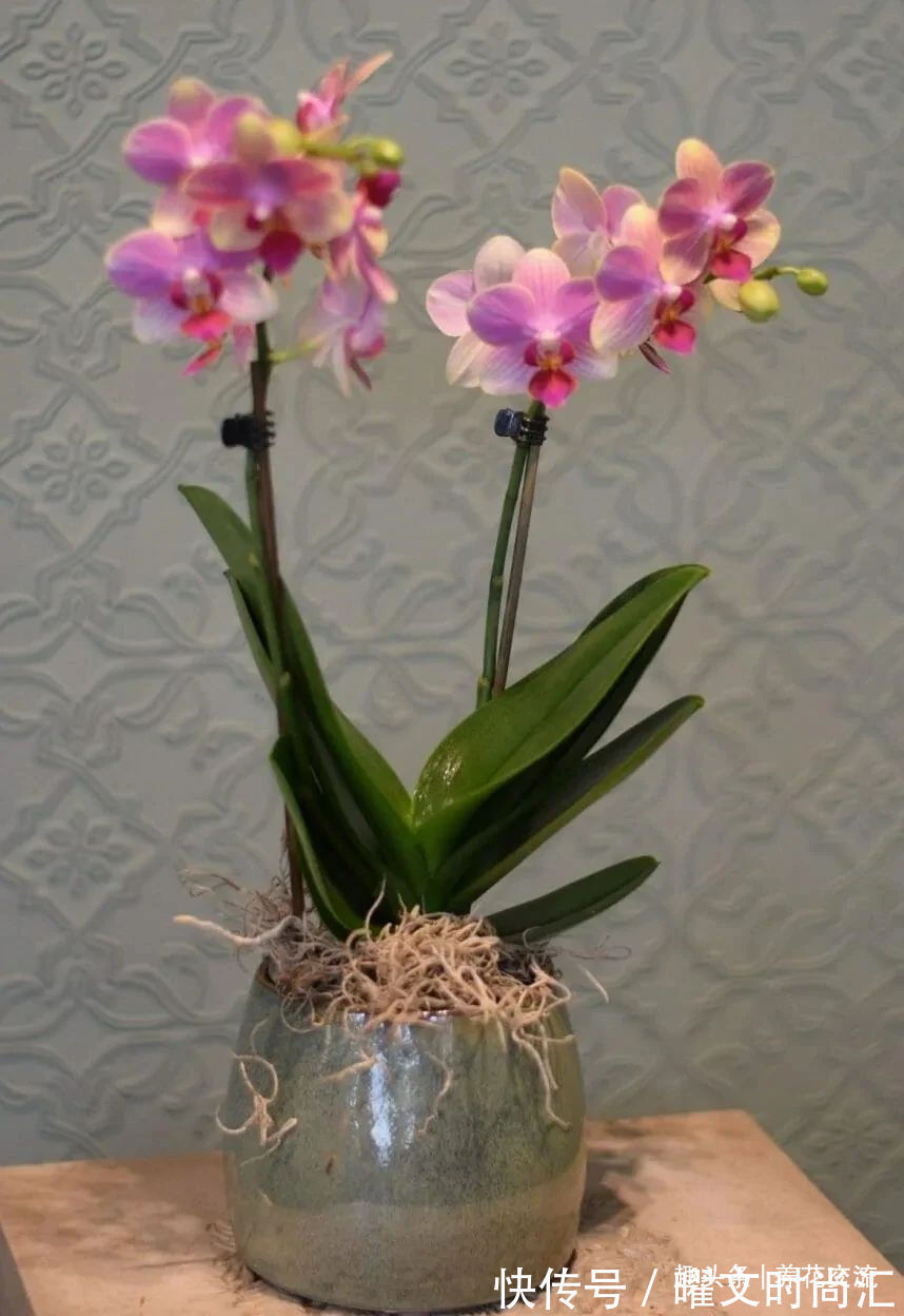 10种适合在秋季购买的盆栽花卉,提前买好,冬春时节持续有花开