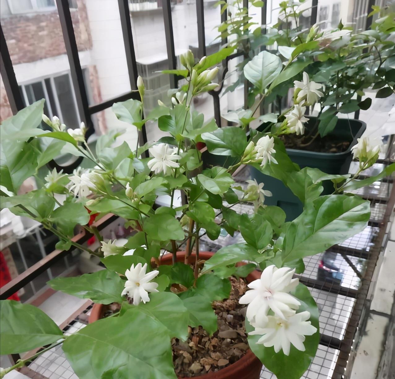 漂亮|3种漂亮花，开完花快剪，浇一次肥，营养足，花开一茬接一茬