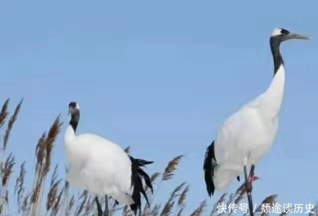  老师|爱心永恒老师作品：《鸿雁与雪》诵/菲菲