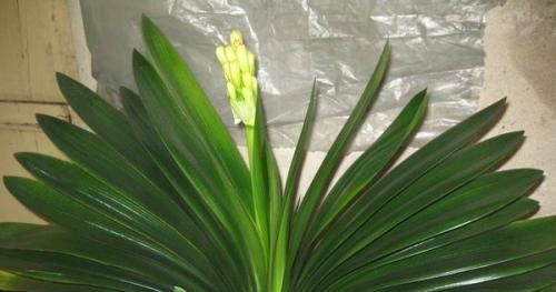 7月份之后，养护君子兰不能犯这“四个错误”，否则烂根又烂叶