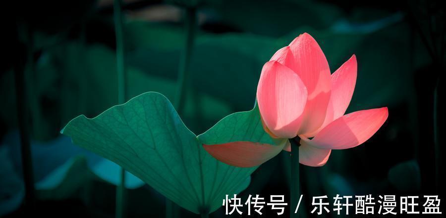 鸿运满天飞|28.29号,桃花追着跑,横财当头,如沐春风的属相