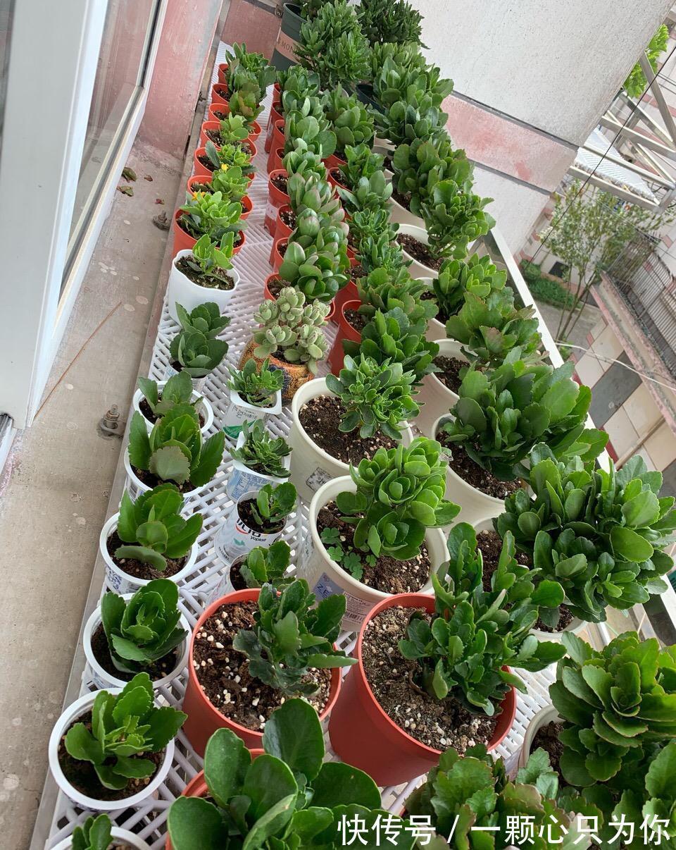 长寿花开成“大花球”,是怎样“炼成的”?5个小技巧,照做就行