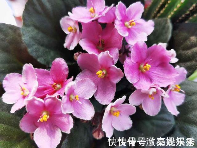养护|4种花现在要搬进屋,要是再晒下去,就要晒成“枯草”