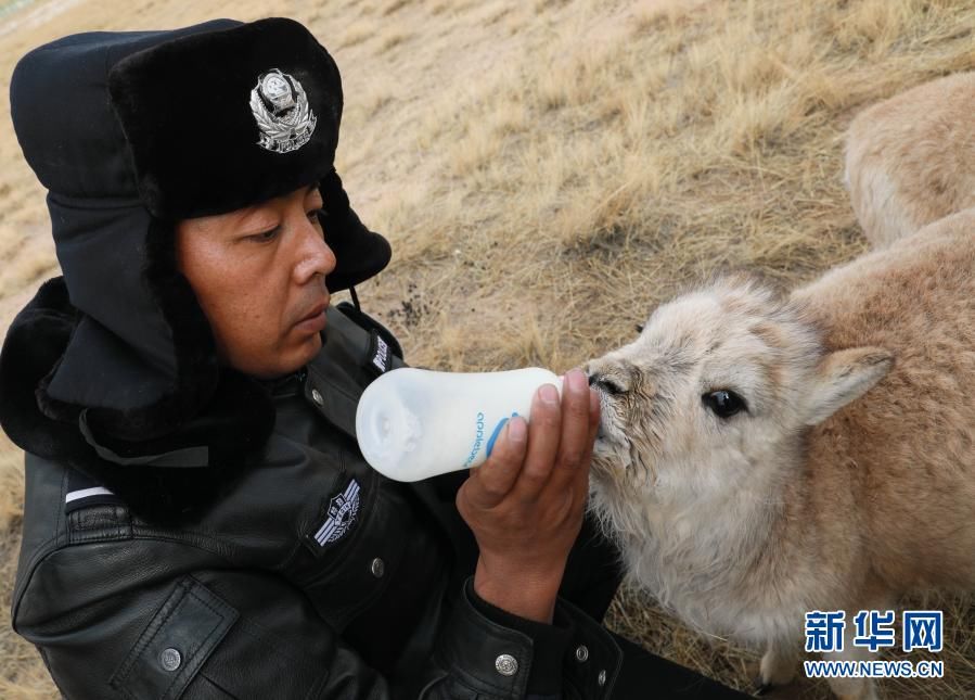 新华社记者|可可西里的藏羚羊“幼儿园”