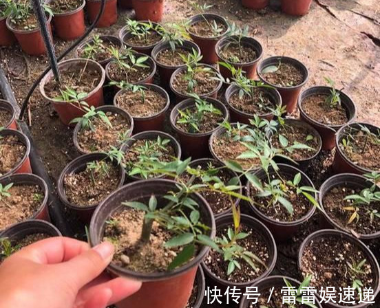 花开像月季,易爆花,-20℃冻不死,好养活不生病,比桂花香10倍