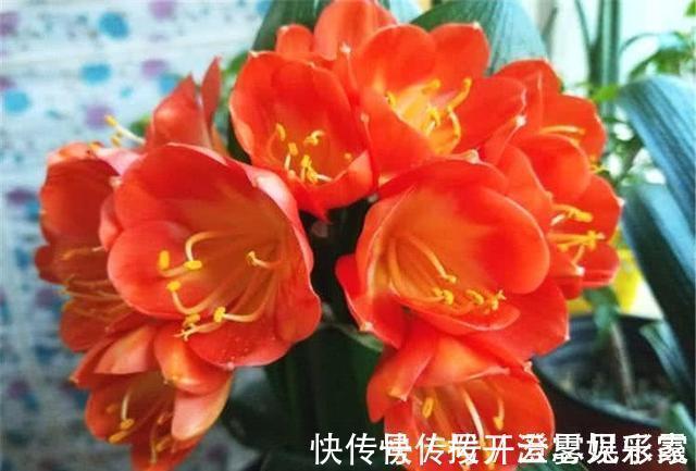 君子兰|给君子兰换盆,“这点”要知道,不然不长不开花,让你“干着急”