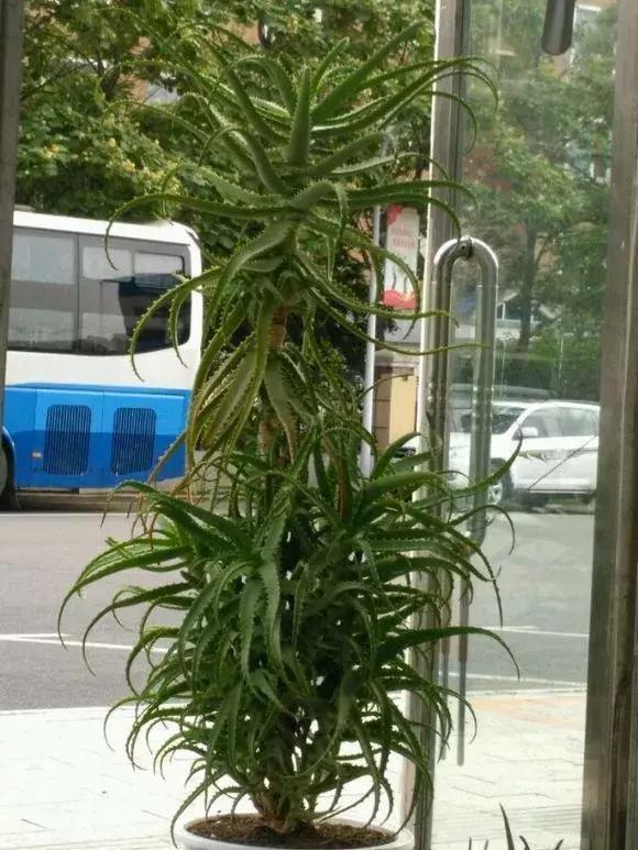 吴大妈养花有诀窍,家里虎皮兰、芦荟1人高,还能开花