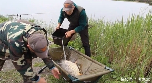 钓上的鲤鱼个头不小,年纪不小了吧,鱼肉应该很老呢?能吃吗