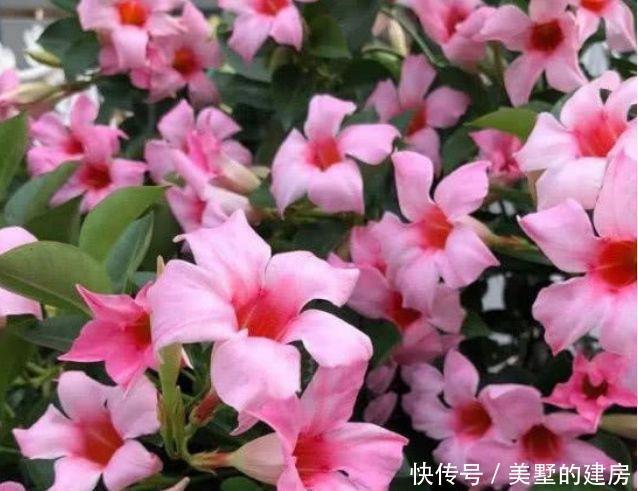 最适合新手养的4种花,沾土就能活,花香四溢飘满屋,美爆了