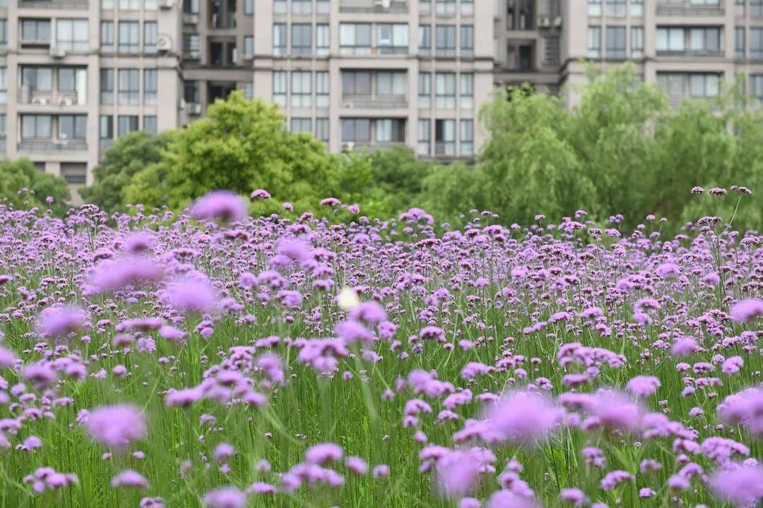 大滨菊|错过等一年！宁波这些花海快打卡