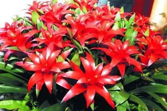 送给那些养花，却总是把花养死的人