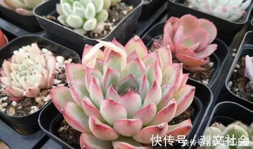 根系|多肉出现5个症状，说明根系出问题，需及时换盆！