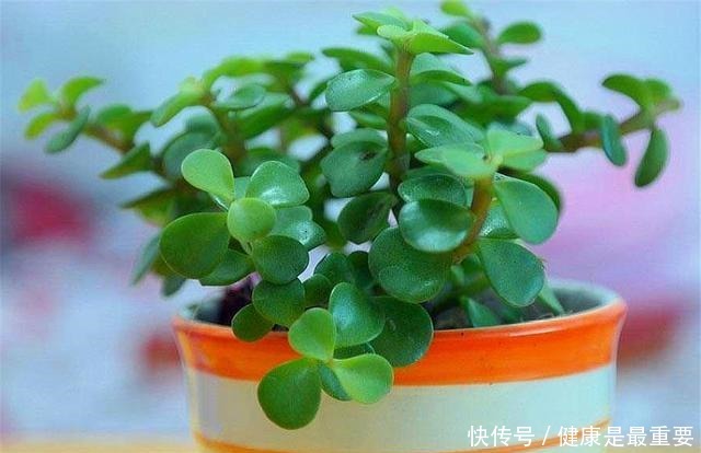 冬天养金枝玉叶，学会这“3招”，叶子肥厚翠绿，枝干粗壮变老桩！