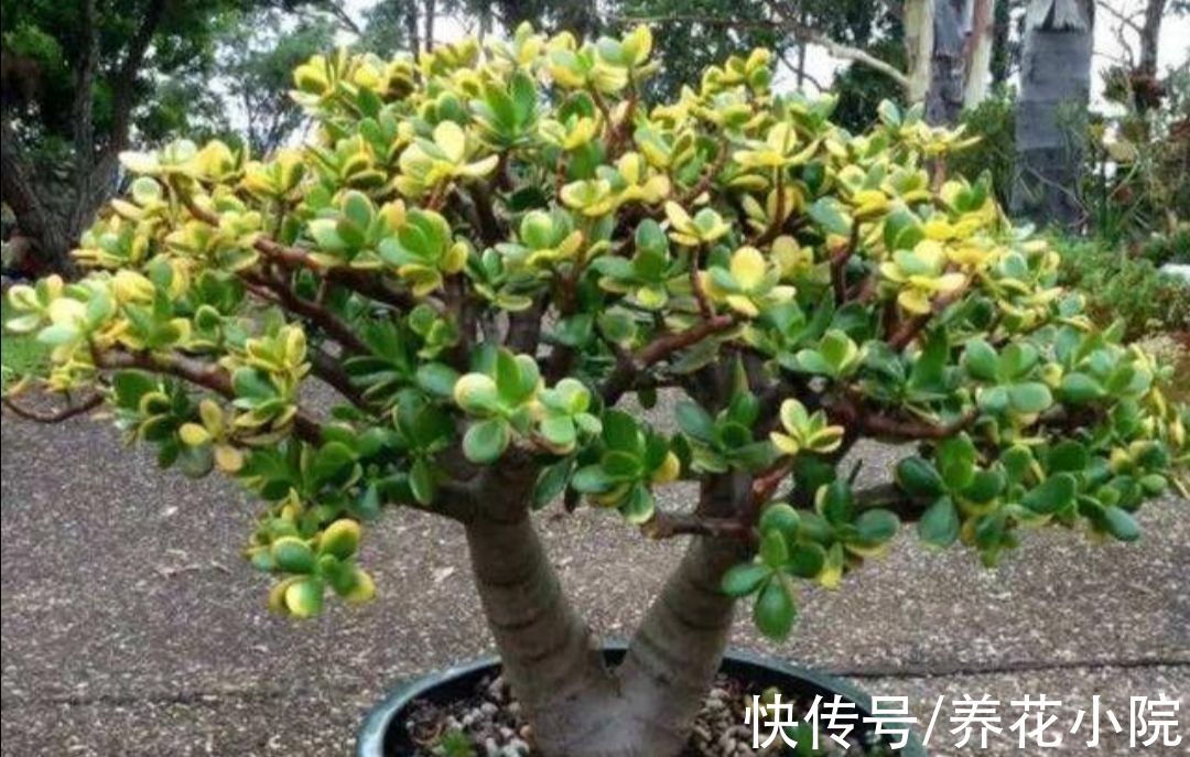 修剪|秋天养玉树,多做4件事,长得更快,成老桩盆景