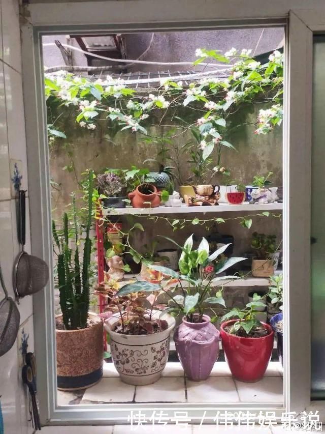 地方|夏天养花,这个地方千万别摆,否则3天死翘翘