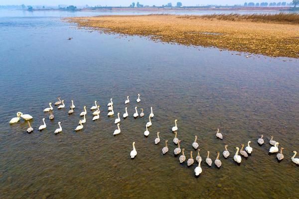 小天鹅|大美多图丨600只小天鹅陆续过境孟津湿地