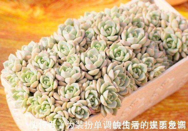 单头多肉如何变成多头,4个方法可供选择,多头的多肉真的太美了