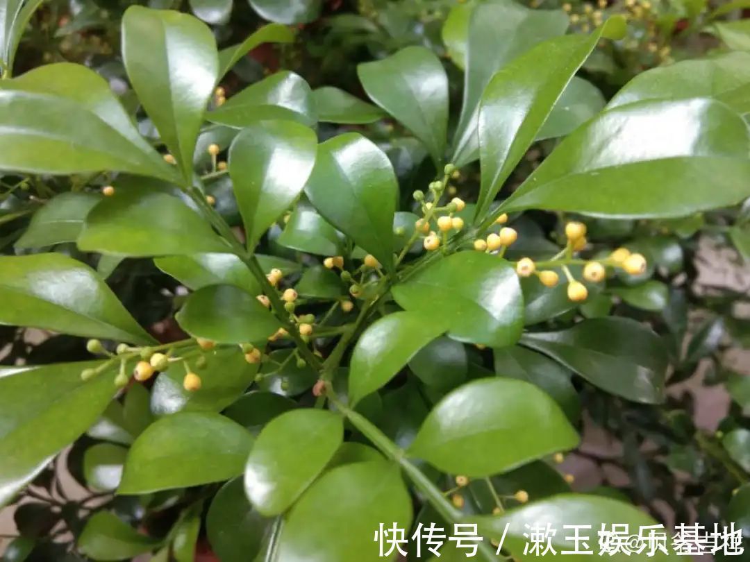 酸性|10种花爱喝醋,浇水加点酸,叶子油亮爱开花!