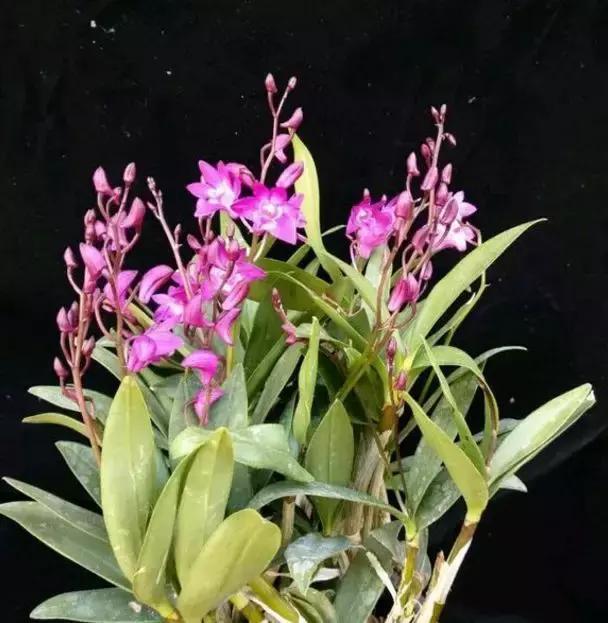 好看|还在养绿萝家里养盆“香香花”,好看好闻,清香四溢精神好!