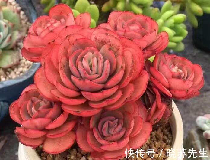 冬日养多肉难出状态?做好5件事,茎叶长得又肥又艳