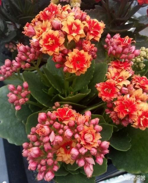 快两个月了，长寿花的花苞还是打不开到底是怎么回事儿？