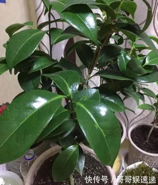 养殖茶花,盆栽里放上它们,保管枝叶繁茂长爆盆、嗖嗖窜花