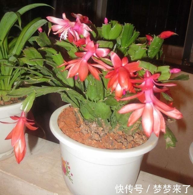 蟹爪兰浇这几种水,长得茂盛还不用换土