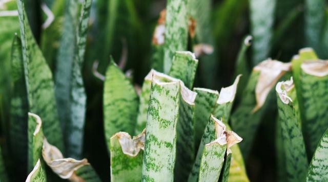 伤根|室内养虎皮兰,最怕这3种要命水,很容易伤根养死了