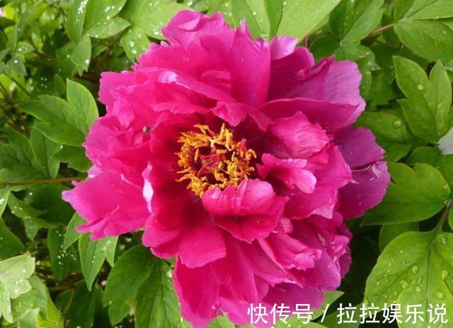 适合养在客厅的3种花，枝繁叶茂开花漂亮，家里养一盆，好运不断