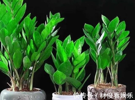 财源|自带“财气”的三种花,在家里养上几盆,一年四季财源不断