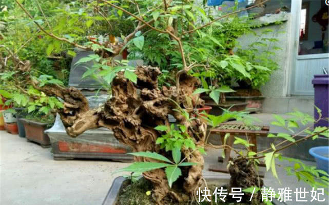 盆景|老农当柴烧的田埂“黄荆桩”，游客花50元买下，做成盆景真美