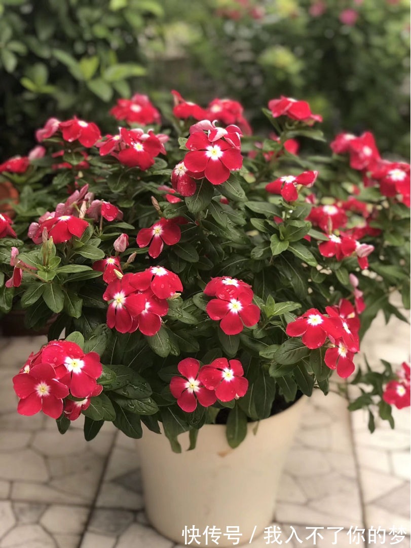 封闭阳台养这4种花,很快变成花海,现在养刚刚好