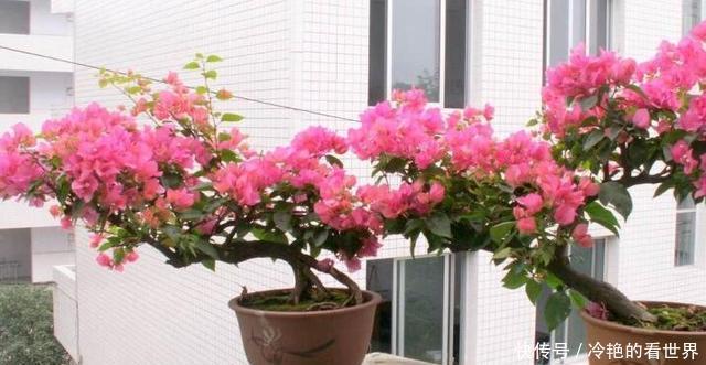 花卉|花卉盆栽的施肥方法,你真的会吗