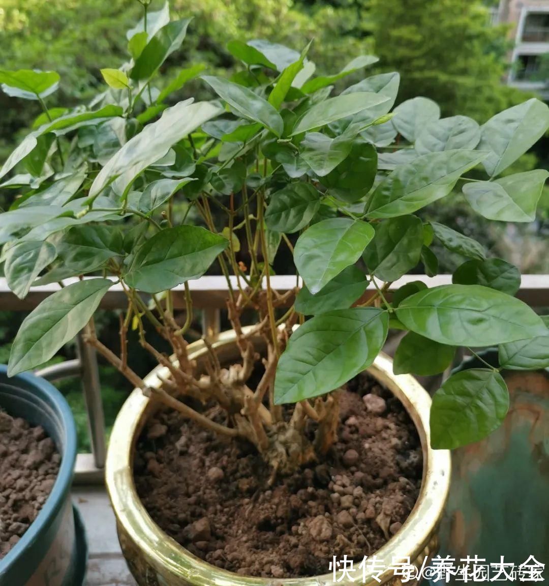 入夏前，10种花要赶紧施肥，不然以后没花看