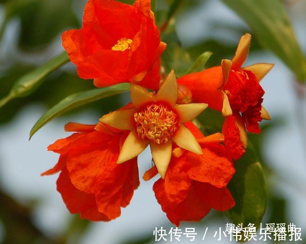 此花枝叶秀丽婀娜多姿,盛夏时节灿烂蓬勃,象征着红红火火的幸福