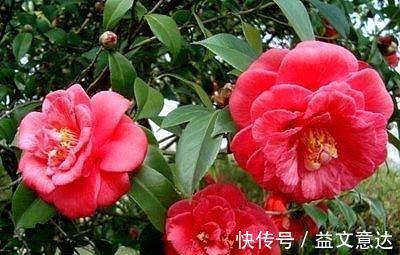 火焰石|茶花有“三怕”，避开不烂根黄叶，“野劲”足冒新芽，砰砰爆出花