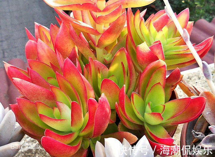 叶片|生命力强大的九种多肉植物，新手入门备的几个品种