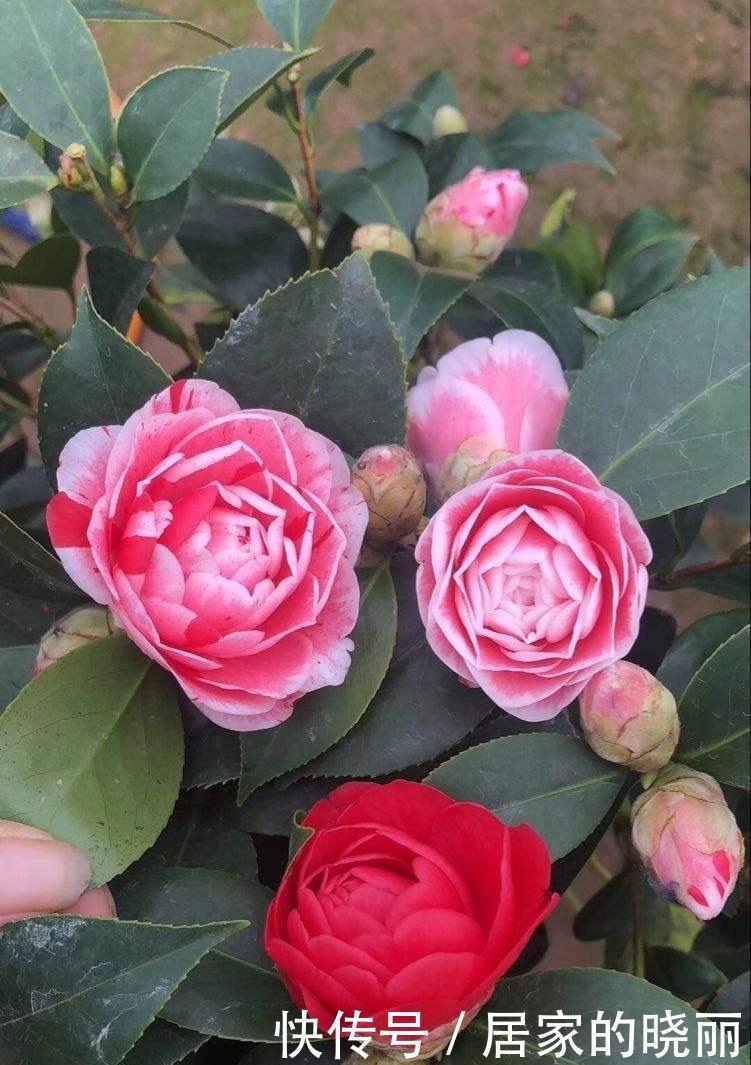 重瓣|两种漂亮耐寒的花,让阳台不单调,冬季天天赏花,花大色艳