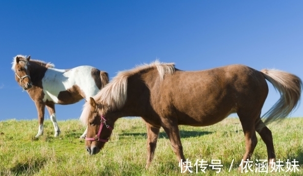 鼠人|10月起，生肖鼠、生肖马、生肖牛好运相随，前途光明，事业兴旺