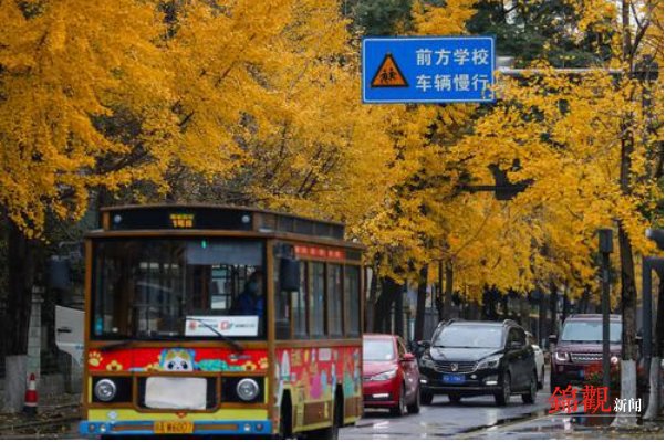 银杏一黄，千年古都的味道又回来了